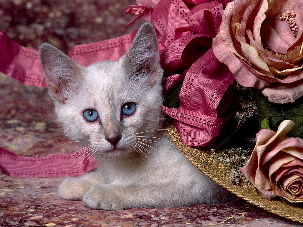 Cat in the Hat, Siamese Kitten